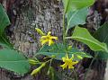 East-Himalayan Yellow Jasmine